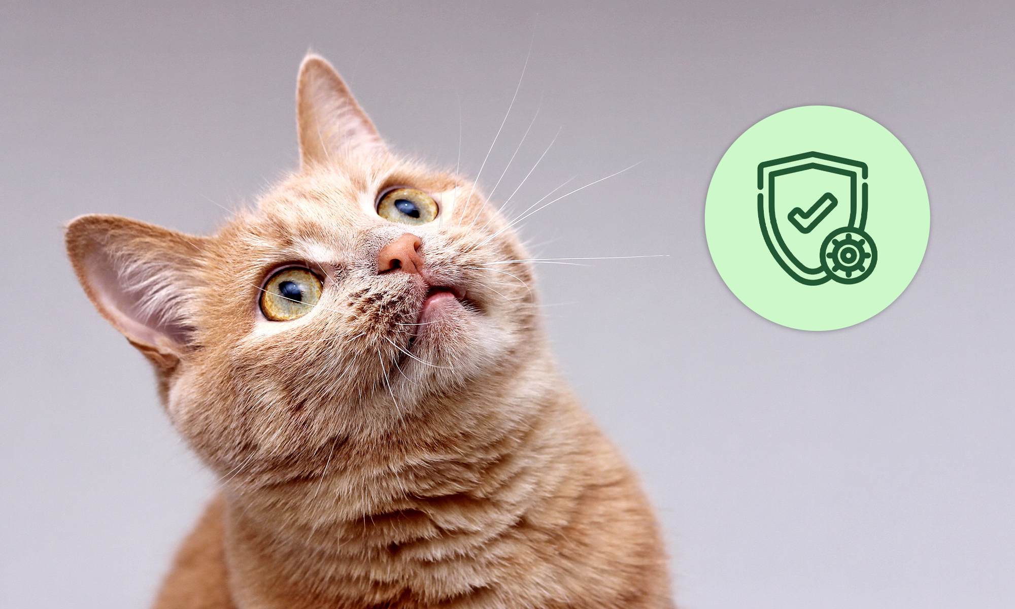 🐱 Postbióticos para gatos: el ingrediente secreto para una vida más larga y saludable