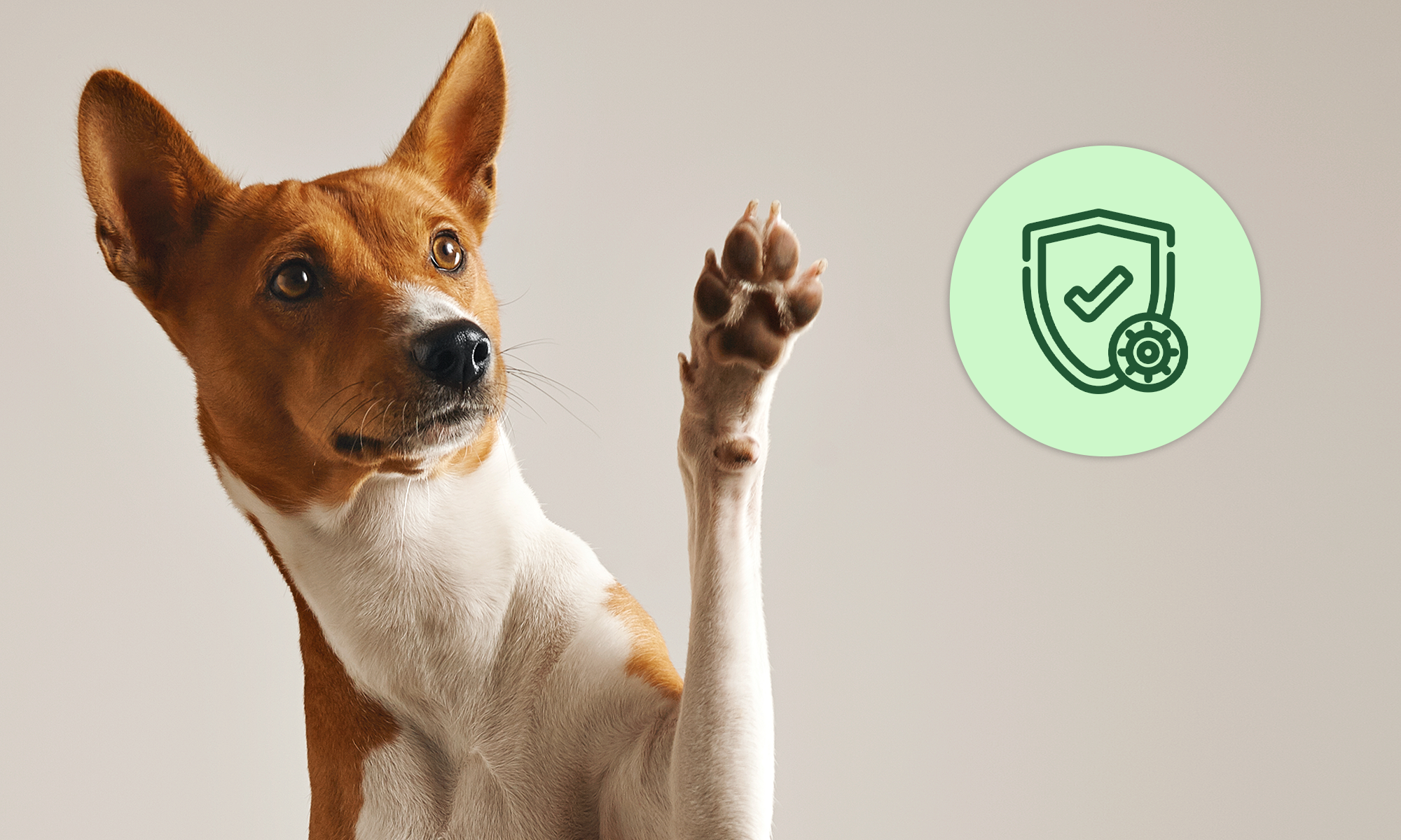 🐶 ¿Qué son los postbióticos y cómo mejoran la salud de tu perro?